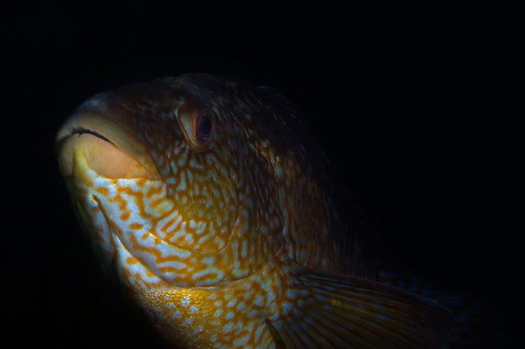 Labrus bergylta 1